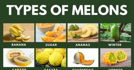 melonstu|Trying Every Type Of Melon 